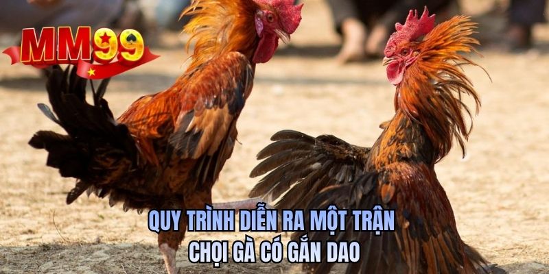 Quy trình diễn ra một trận chọi gà có gắn dao